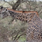  Lake Manyara, TZ